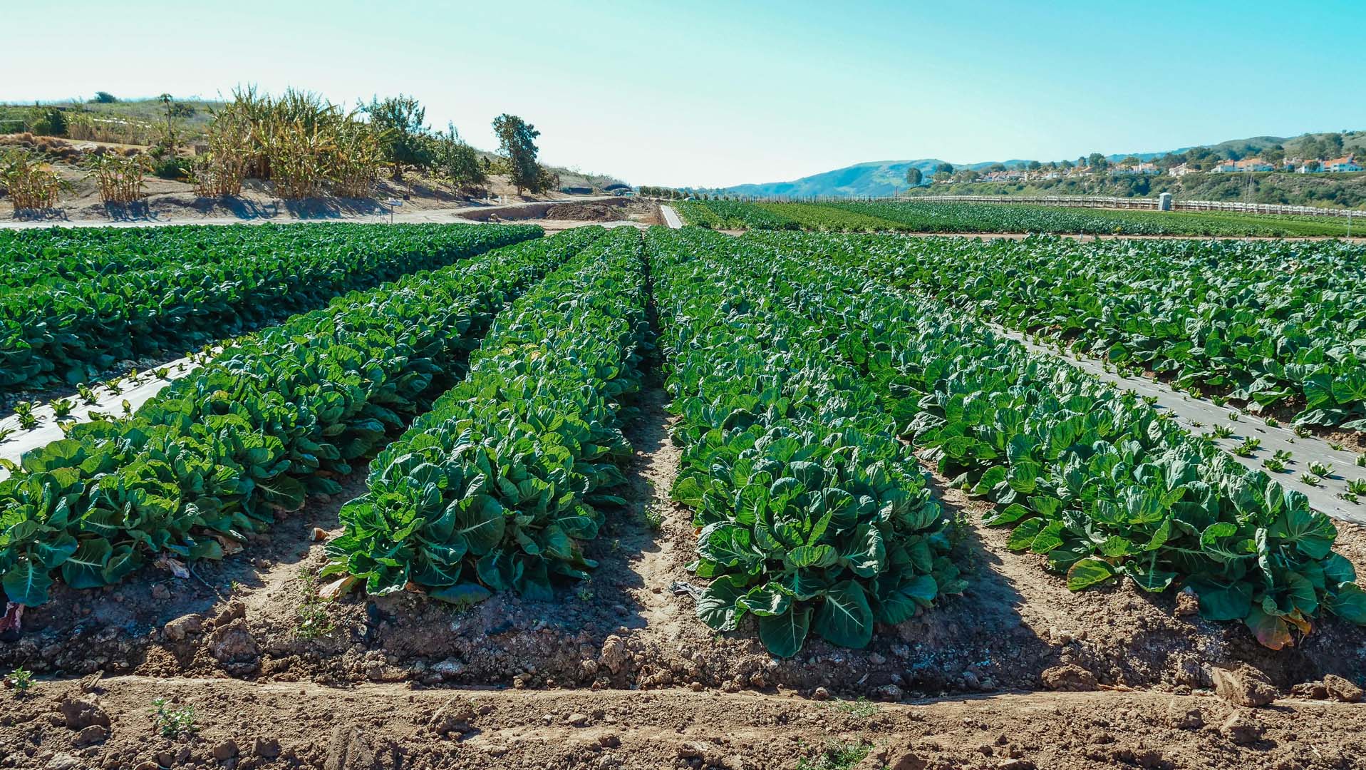 Garden Rows