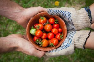 Handing Cherry Tomatoes