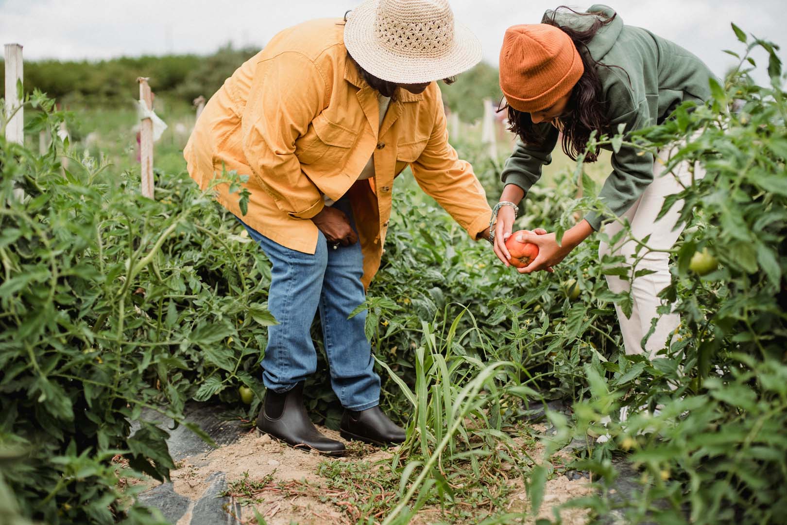 Harvesting