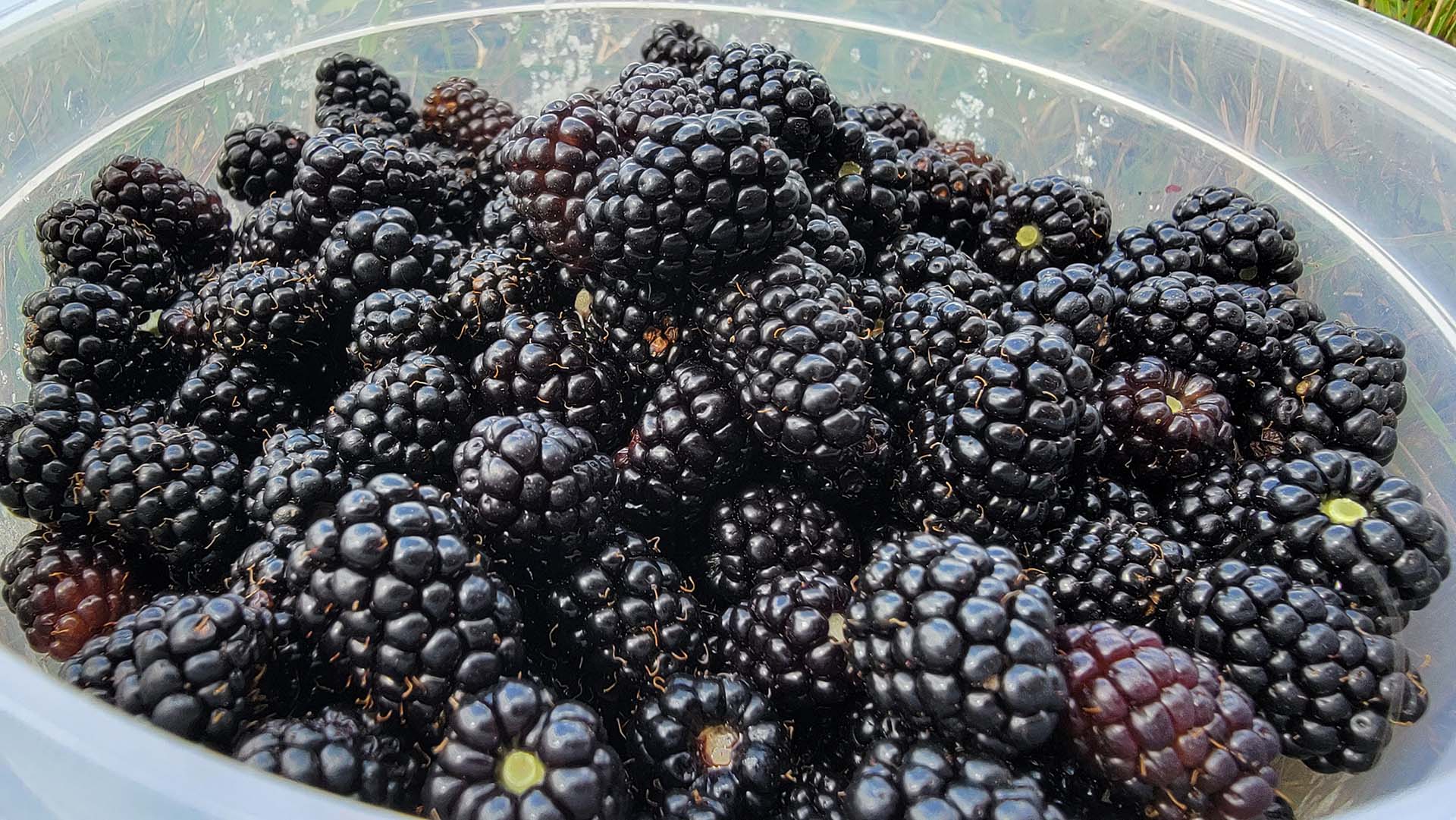 blackberries